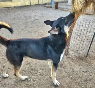 Vargo (Courtesy Post) - Foster or Adopt Me