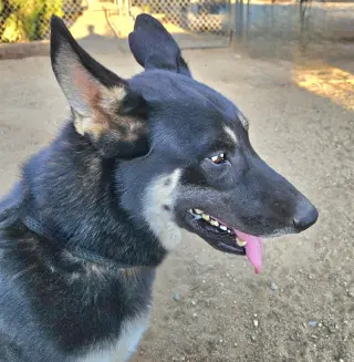 Vargo (Courtesy Post) - Foster or Adopt Me