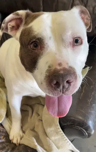 Juno