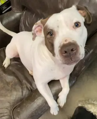 Juno