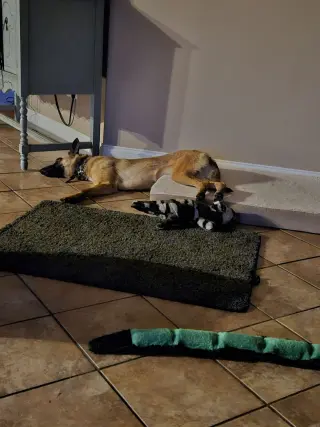 Lucca (FKA Gracie Lou) - PA
