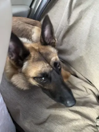 Lucca (FKA Gracie Lou) - PA