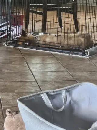 Lucca (FKA Gracie Lou) - PA
