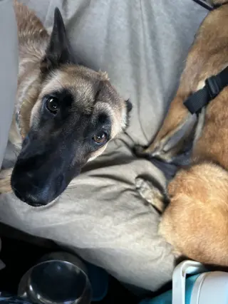 Lucca (FKA Gracie Lou) - PA