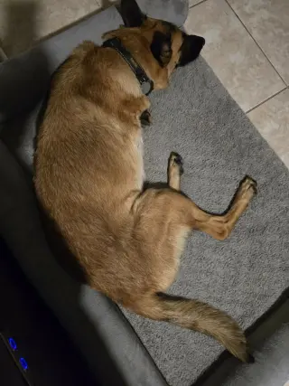 Lucca (FKA Gracie Lou) - PA