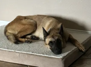 Lucca (FKA Gracie Lou) - PA
