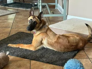 Lucca (FKA Gracie Lou) - PA