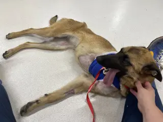 Lucca (FKA Gracie Lou) - PA