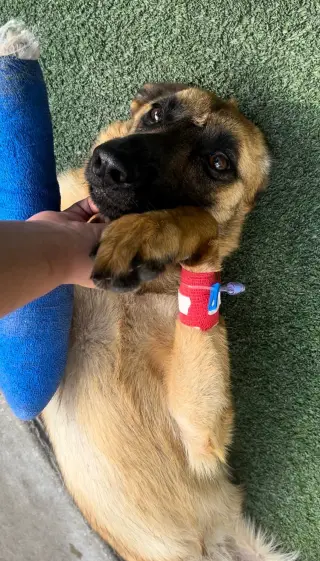 Lucca (FKA Gracie Lou) - PA