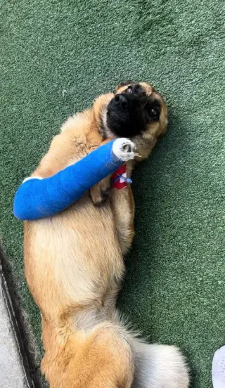 Lucca (FKA Gracie Lou) - PA