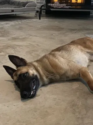 Lucca (FKA Gracie Lou) - PA