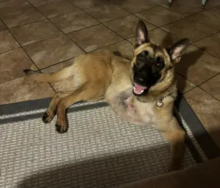Lucca (FKA Gracie Lou) - PA
