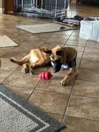 Lucca (FKA Gracie Lou) - PA