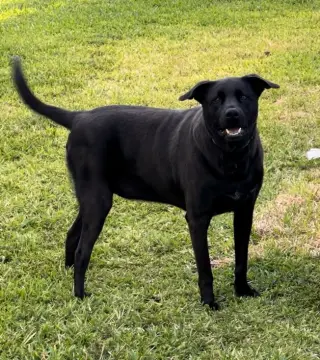 Coby