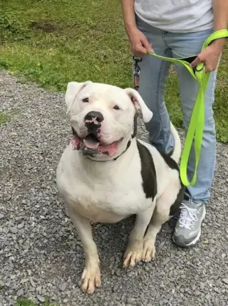 Maverick