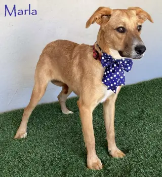 Marla