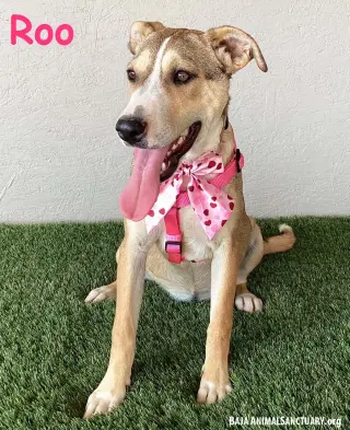 Roo