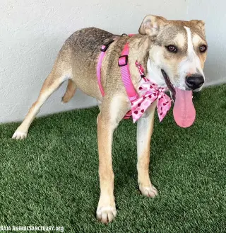 Roo