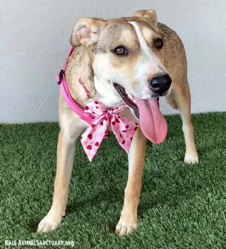 Roo
