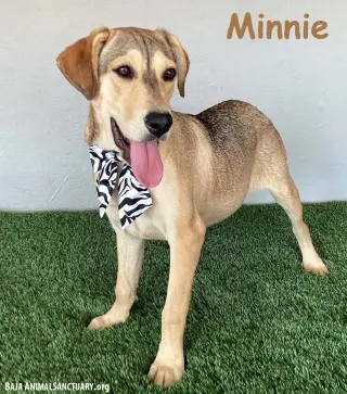 Minnie