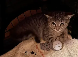 Slinky