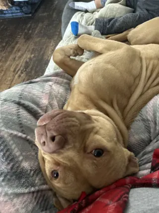 SPARTACUS (COURTESY POST)
