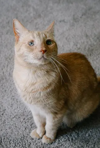 Katie