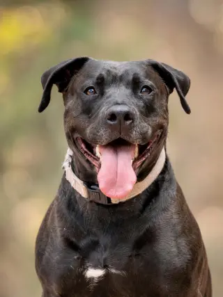 Radar - Adopt  Me!
