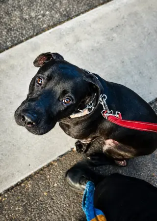 Radar - Adopt  Me!