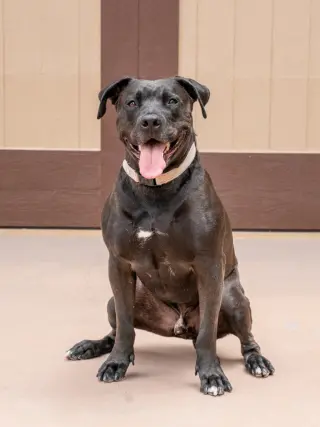 Radar - Adopt  Me!
