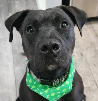 Radar - Adopt  Me!