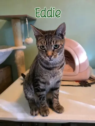 Eddie (Munster)