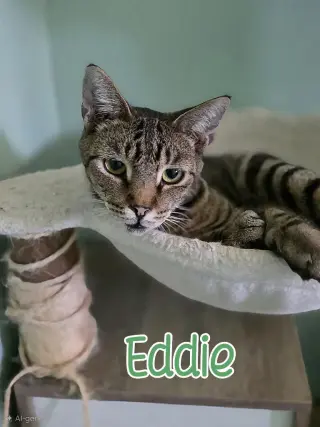 Eddie (Munster)