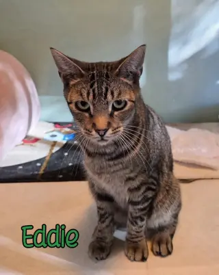 Eddie (Munster)