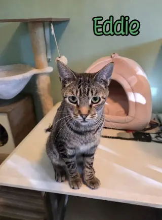 Eddie (Munster)