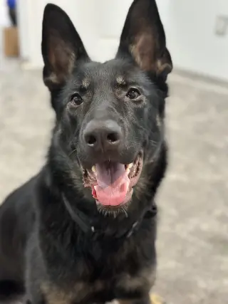 PRIMA (COURTESY POST)