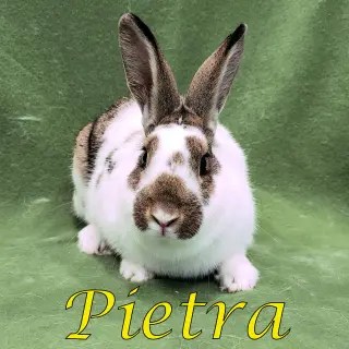 Pietra