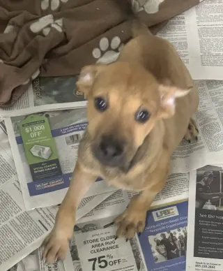 Ranger