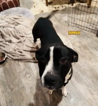 TUPELO