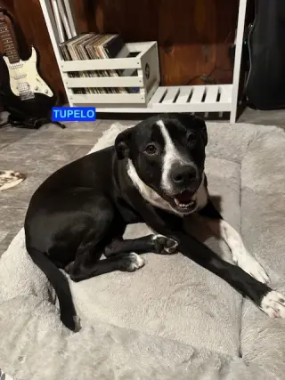 TUPELO