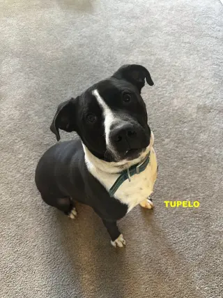 TUPELO