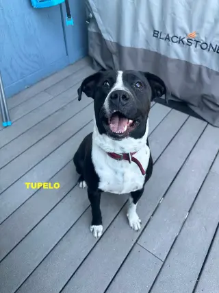 TUPELO