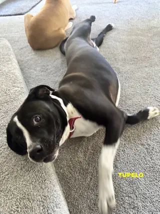 TUPELO