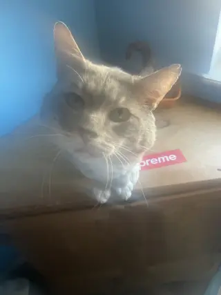 BOOTS/CHEEKS (COURTESY POST)