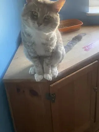 BOOTS/CHEEKS (COURTESY POST)