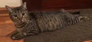 Tiger Lily - Petsmart Plantation Foster Home