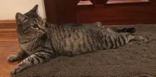 Tiger Lily - Petsmart Plantation Foster Home