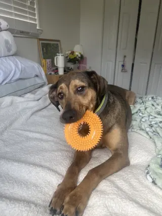 DAISY (COURTESY POST)