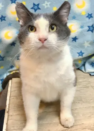 Gordito (bonded to Angelo)