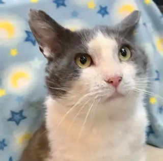 Gordito (bonded to Angelo)
